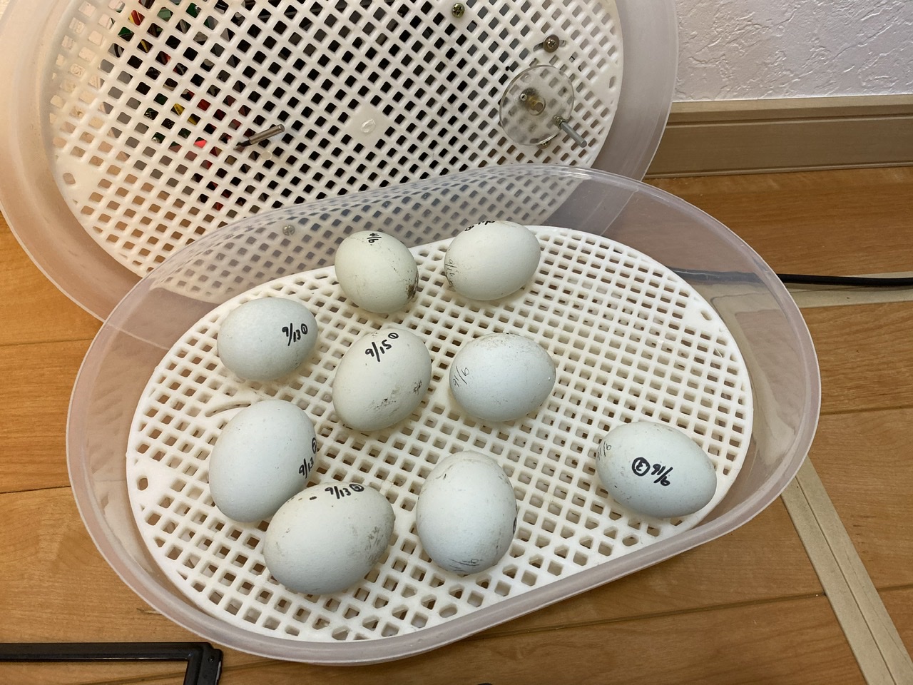 我が家のニワトリ アローカナの卵の孵化まであとわずか 孵卵器の転卵は終わりです 雨がやんだら裏庭に