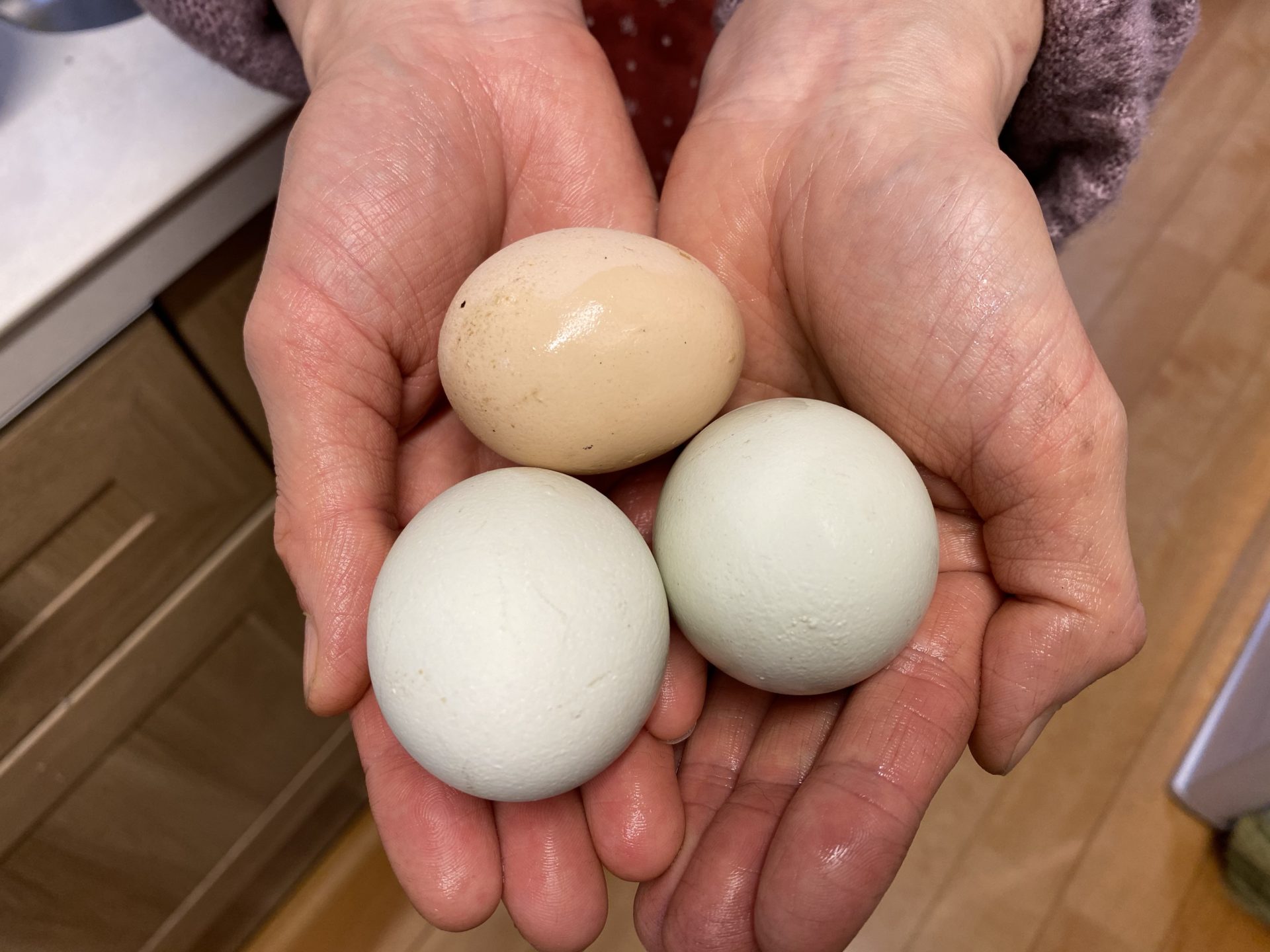 我が家のニワトリ 67 次世代のアローカナが初めて卵を産みました しかし その色は 雨がやんだら裏庭に