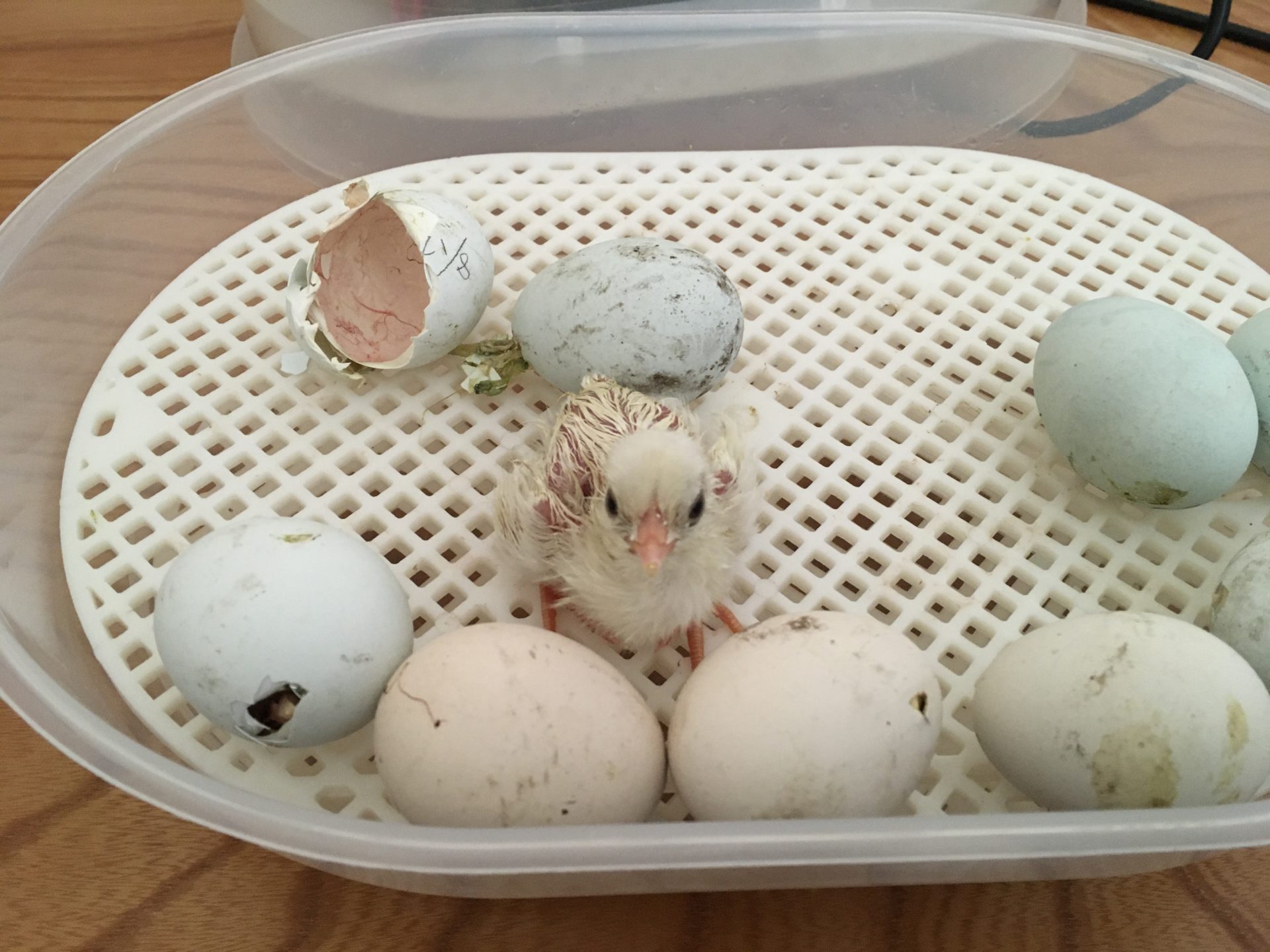我が家のニワトリ 150 孵卵器にセットしていたアローカナの卵から雛が孵化しました 前編 雨がやんだら裏庭に