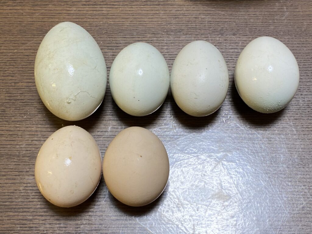 我が家のニワトリ 335 久しぶりに双子卵 二黄卵 を産んでくれました 前編 雨がやんだら裏庭に