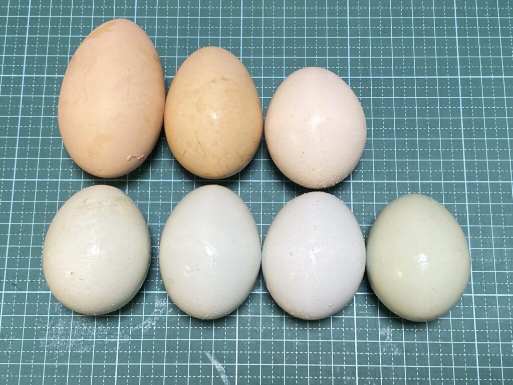 我が家のニワトリ 377 大きい卵を発見 久しぶりの双子卵 二黄卵 前編 雨がやんだら裏庭に