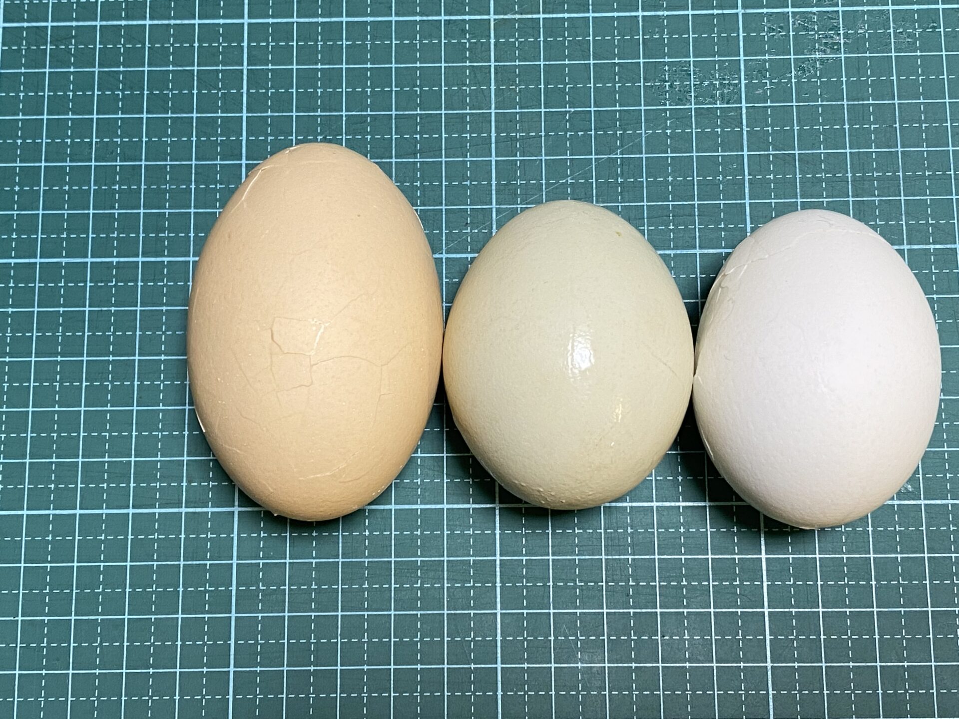 我が家のニワトリ 411 久しぶりに大きな卵 今年2月以来の双子卵 二黄卵 でした 前編 雨がやんだら裏庭に